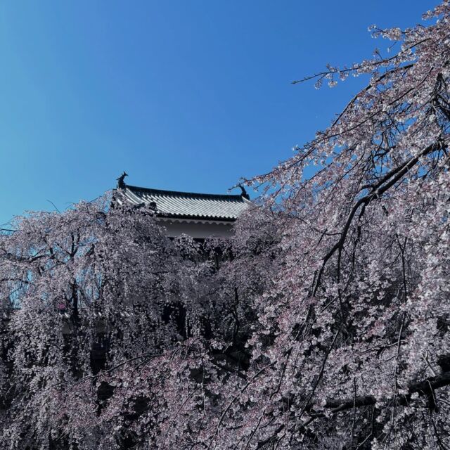 .
「第22回　上田城千本桜まつり」の期間を延長します🌸

開花状況などを鑑み、4月16日（水）まで延長いたします✨

（※千本桜ライトアップも16日（水）まで延長）

詳細は、信州上田観光協会のHPでご確認ください✨

💡上田城跡公園へのお越しの際は、公共交通機関や上田市共通駐車券契約駐車場をご利用ください🚗