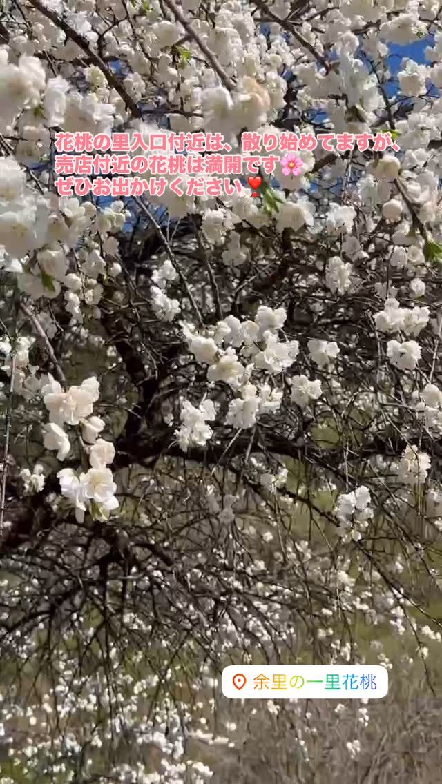 花桃の里入口付近は、散り始めてますが、
売店付近の花桃は満開です🌸
ぜひお出かけください❣️
