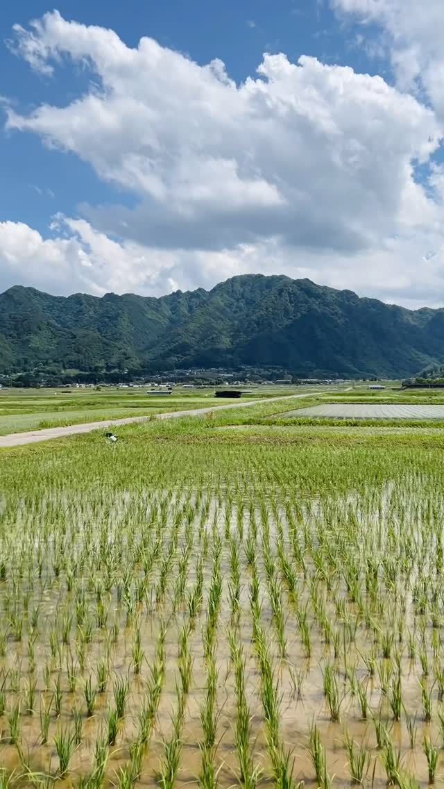 .
独鈷山を背に田園風景が広がる塩田平🌾
田植えが始まり、今だけの美しい景色が堪能できます👀

このときは舞田駅周辺を散策🚶
運良く別所線も通過しました！

もちろん別所線に乗って景色を眺めるのもおすすめです🚃⛰️
ぜひ美しい初夏の上田をお楽しみください♪

#上田市 #長野県  #観光 #上田観光 #信州上田  #長野県上田市 #上田  #長野県観光 #長野のいいところ #日本体験 #日本写真 #visitjapanjp #japanphotography #访问日本
#日本摄影 #訪問日本 #日本攝影 #일본체험 #일본사진　#うえだ映え #田んぼ #田植え  #田園