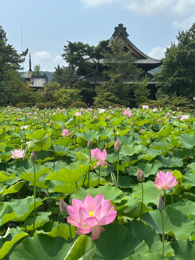 .
お花情報です🪷

#信濃国分寺 のハスが見頃を迎えております✨

泥の中から、花茎を出して咲く姿が大変美しいです❣️

また7月20日（日）〜21日（月・海の日）には、

「#ハスのフェスタin信濃国分寺 」も開催されます。

時間／9時〜16時30分頃まで
場所／八日堂 信濃国分寺

◆期間中は、境内で #ハス のグッズやおもちゃ・小物などの販売や「冷たいロータスティ（ハス茶）」（無料）のご用意もあるようです。

ぜひお出かけください❣️

写真3枚目・4枚目は、塩田の「加古池」のハスです🪷

昨年は、残念ながらこの光景が見れませんでしたが、今年はだいぶ復活していました💡

例年、ハスの花は、8月のお盆の頃まで、楽しめます❣️

ぜひカメラを持って、お出かけください✨

ハスは午前中行くのがお勧めです❣️

#上田市 #長野県 #観光 #上田観光 #信州上田 #長野県上田市 #上田 #イベント #長野県観光 #長野のいいところ #日本体験 #日本写真 #visitjapanjp #japanphotography #访问日本
#日本摄影 #訪問日本 #日本攝影 #일본체험 #일본사진　 #うえだ映え #はす #lotuss