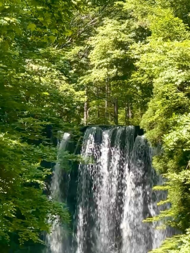 .
とある日の菅平高原の「唐沢の滝」🩵

滝を見て涼しく、緑を見て癒される、そんな素敵な場所です🫧

涼を求めに出かけませんか？

#上田市 #長野県 #観光 #上田観光 #信州上田 #長野県上田市 #上田  #長野県観光 #長野のいいところ #日本体験 #日本写真 #visitjapanjp #japanphotography #访问日本
#日本摄影 #訪問日本 #日本攝影 #일본체험 #일본사진　 #うえだ映え #滝 #癒し #涼しい #森林浴