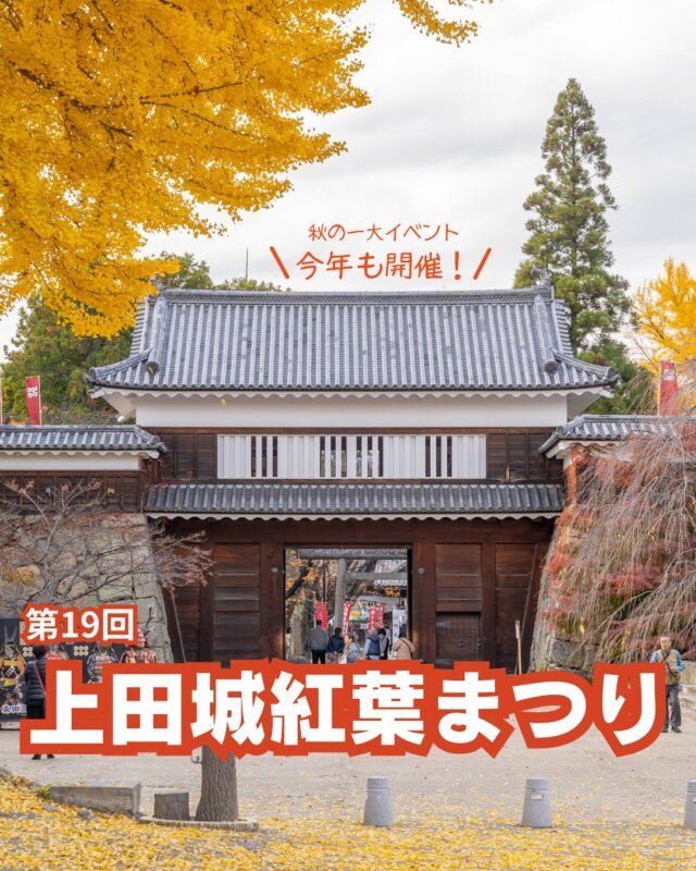 .
【秋の上田を彩る一大イベント】
第19回 #上田城紅葉まつり が今年も開催🍁

#上田城 を彩る美しい #紅葉 をぜひお楽しみください！

====================================
◆開催期間：2025年11月8日(土)～9日(日)の2日間
◆開催場所：上田城跡公園 やぐら下芝生広場
====================================

会場内イベントも盛りだくさん✨

◆全国から #武将隊 が集結する #ステージイベント「戦国GIG 凱-KACHIDOKI-」
◆市内の太鼓団体による迫力の演奏「上田城太鼓まつり」
◆市内のご当地グルメ＆特産品が一挙に揃う「尼ヶ淵横丁」

会場内の飲食スペースやテイクアウトで上田のおいしいグルメをぜひご堪能ください！
夜はけやき並木のライトアップもありますよ🌟

会場は上田駅から歩いて12分。
当日は会場付近の道路が大変混雑しますので、公共交通機関の利用がおすすめです💡

紅葉で彩られた上田城跡公園で、
皆さまのお越しをお待ちしています！

#長野県 #上田市 #長野県上田市 #信州 #信州上田 #紅葉まつり #上田城跡公園 #真田幸村 #日本100名城 #上田グルメ #ご当地グルメ #ライトアップ #太鼓 #イベント
#nagano #ueda #visitjapanjp #japanphotography #日本攝影 #日本摄影 #일본사진 #การถ่ายภาพญี่ปุ่น #autumncolors #taikodrums #sengoku